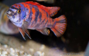 Labeotropheus trewavasae Arten Galerie Labeotropheus trewavasae 'Thumbi West'